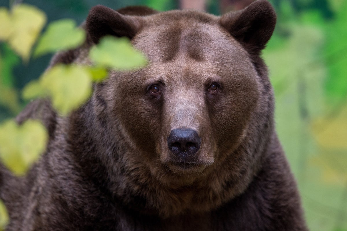 The key details that could help you survive a bear attack
